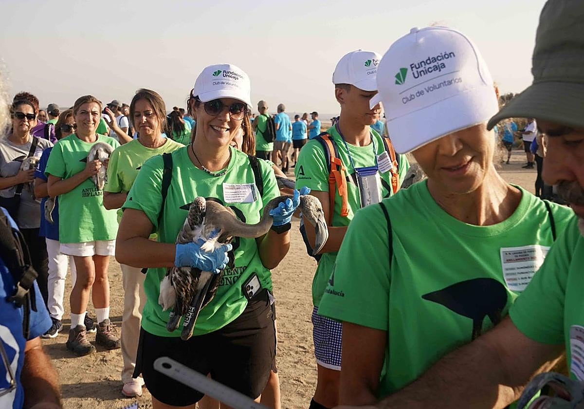 El Club de Voluntarios de Fundación Unicaja participa en el anillamiento de flamencos
