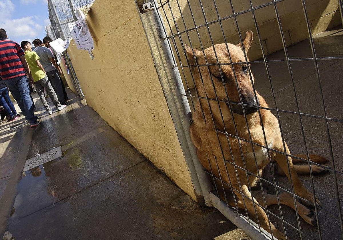 La empresa deberá contar con un centro zoosanitario con al menos diez boxes.