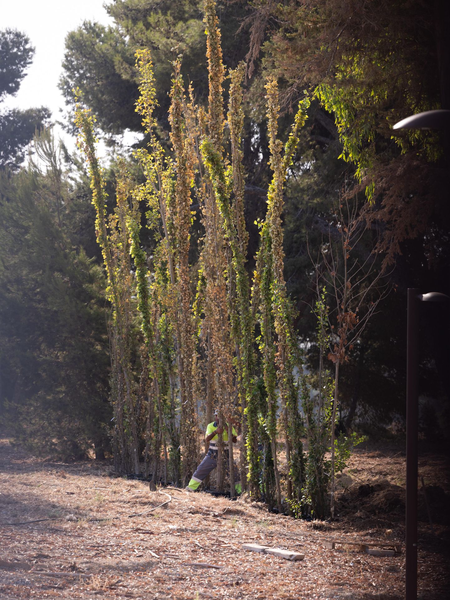 Un nuevo parque para la Gran Málaga: la transformación del Benítez toma forma