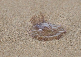 Foto de archivo de una medusa