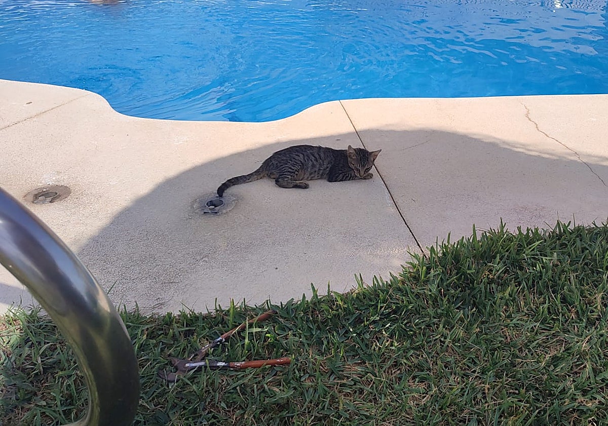 Imagen principal - «Encerrados» en sus casas por una colonia «descontrolada» de gatos en Rincón de la Victoria