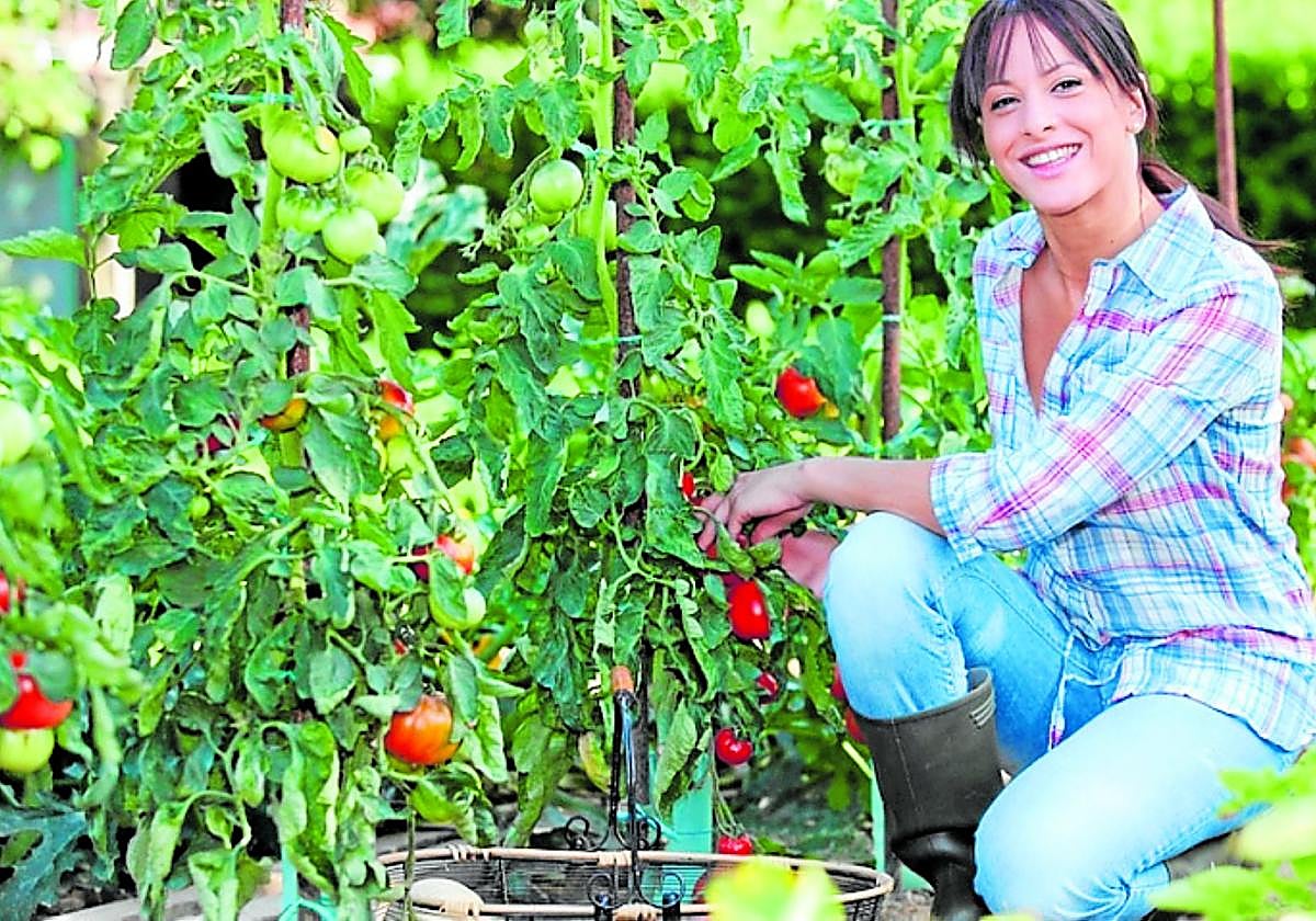 Joven agricultora cosechando tomates.