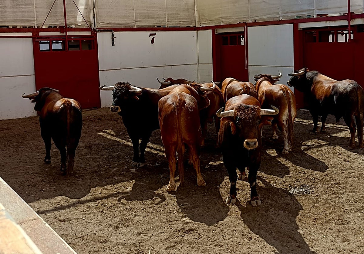 Los novillos, esta mañana, en los corrales de La Malagueta.
