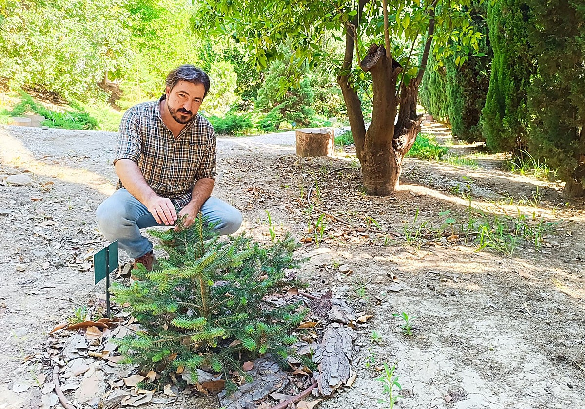 Gabriel Gutiérrez Tejada inspecciona un joven ejemplar de pinsapo en el Jardín Botánico La Concepción.