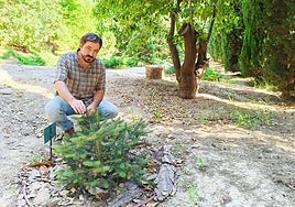 Gabriel Gutiérrez Tejada inspecciona un joven ejemplar de pinsapo en el Jardín Botánico La Concepción.