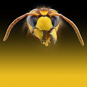 Avispón oriental: orígenes, características e intervenciones en Málaga