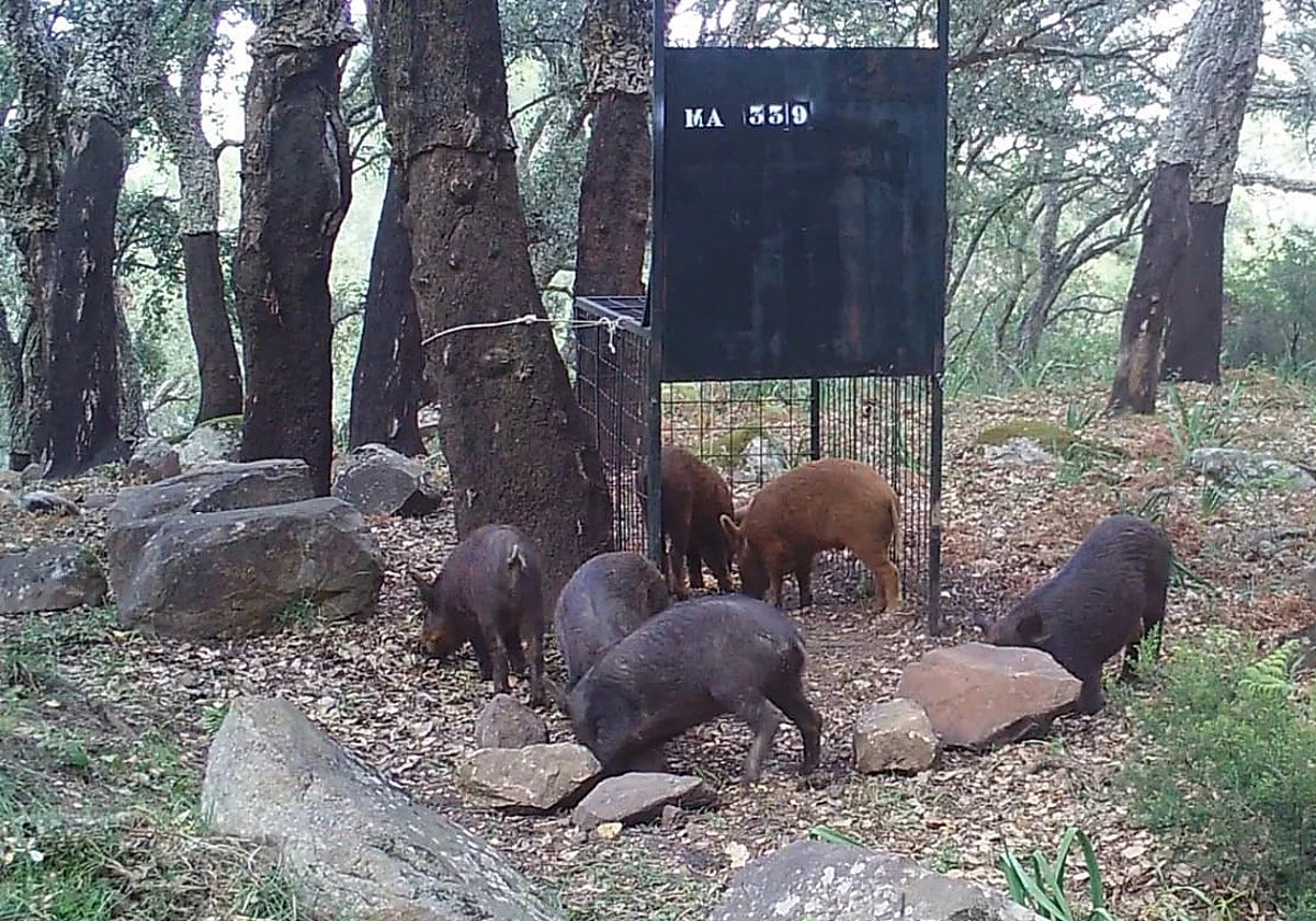 Imágenes de jabalíes en un capturadero.
