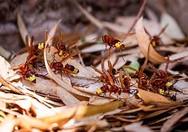Grupo de avispones orientales recogiendo comida en el suelo; las obreras buscan restos de carne y cadáveres, pero lo peor es que cazan abejas para alimentar a las larvas.