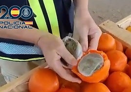 Imagen de la droga escondida en las naranjas simuladas interceptadas en Vélez-Málaga.