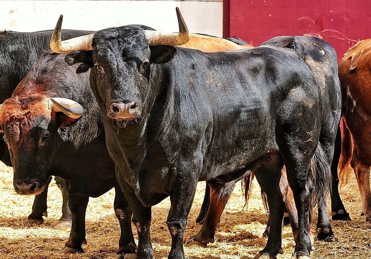 Uno de los ejemplares de Torrealta que esta tarde saltará al ruedo de La Malagueta.