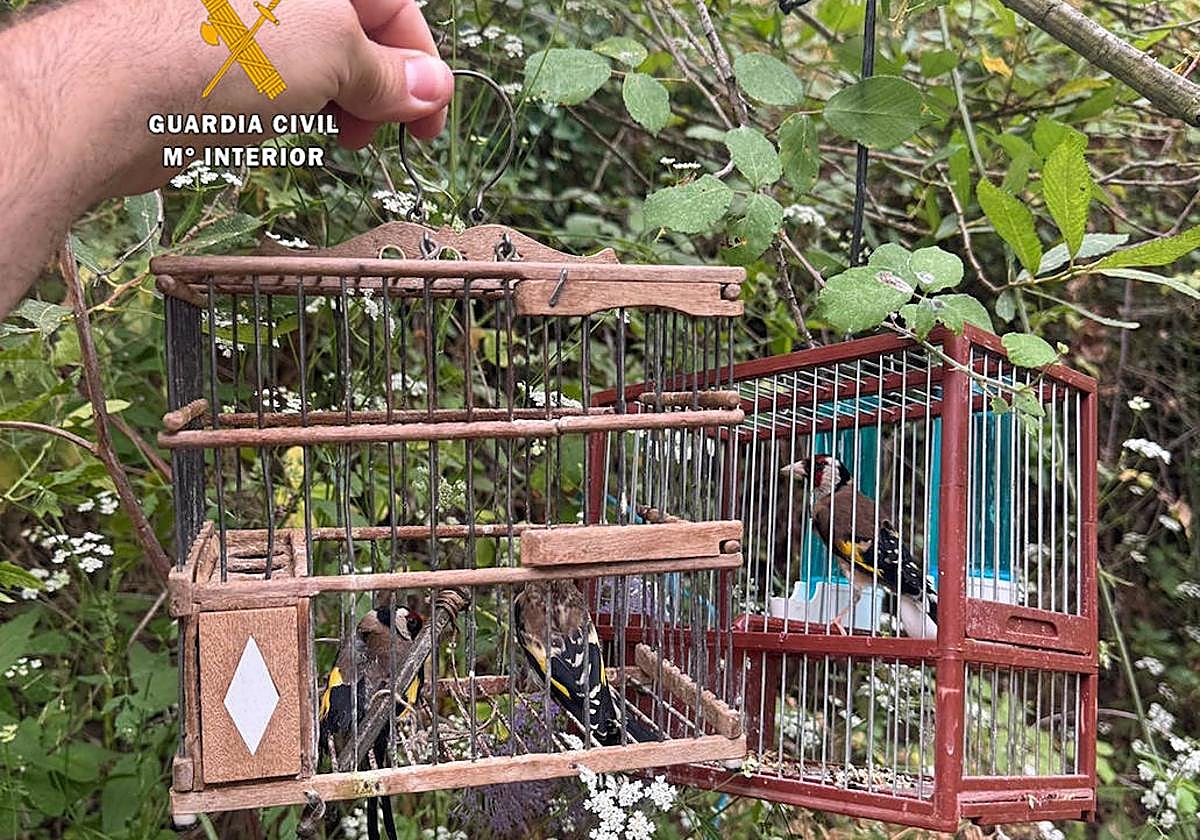 La Guardia Civil investiga a dos personas por la captura ilegal de aves fringílidas