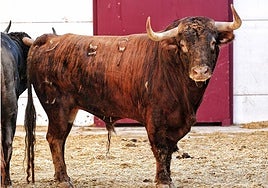 Toro con el que debutará El Freixo en plaza de primera.