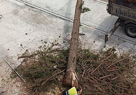 Momento de la tala del árbol en la avenida de España.