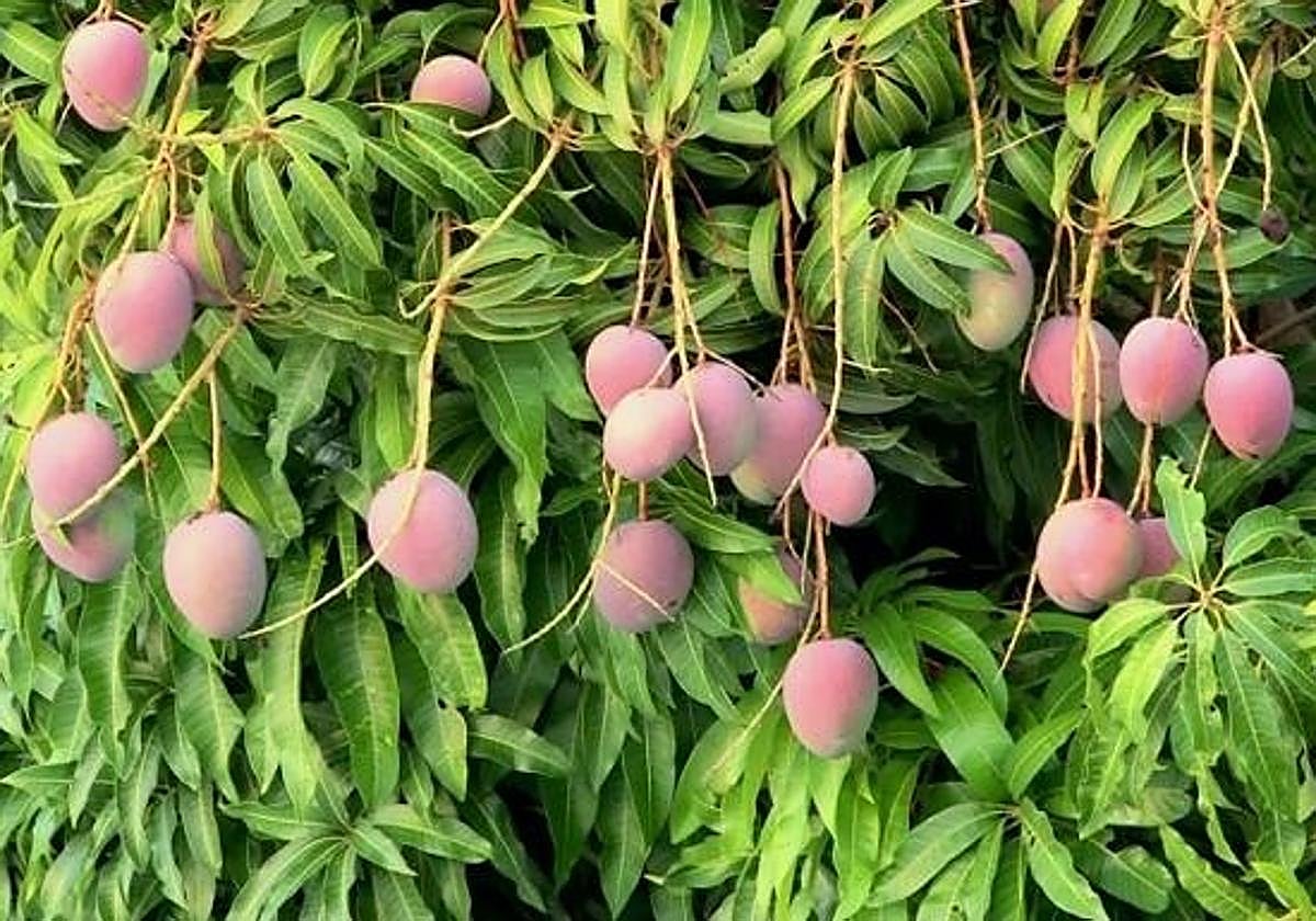 Buscan a 200 personas para trabajar en la campaña del mango en la Axarquía