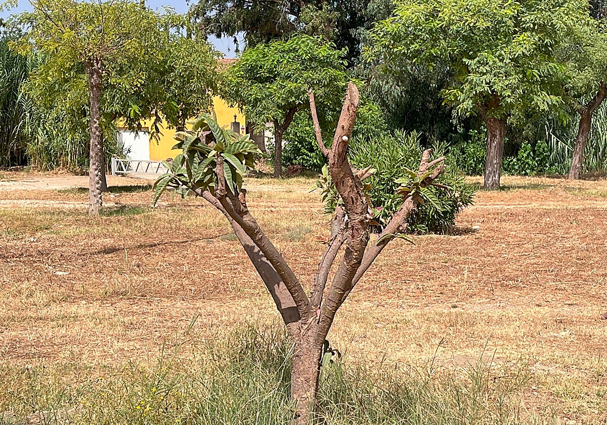 Uno de los árboles trasplantados en el parque periurbano.