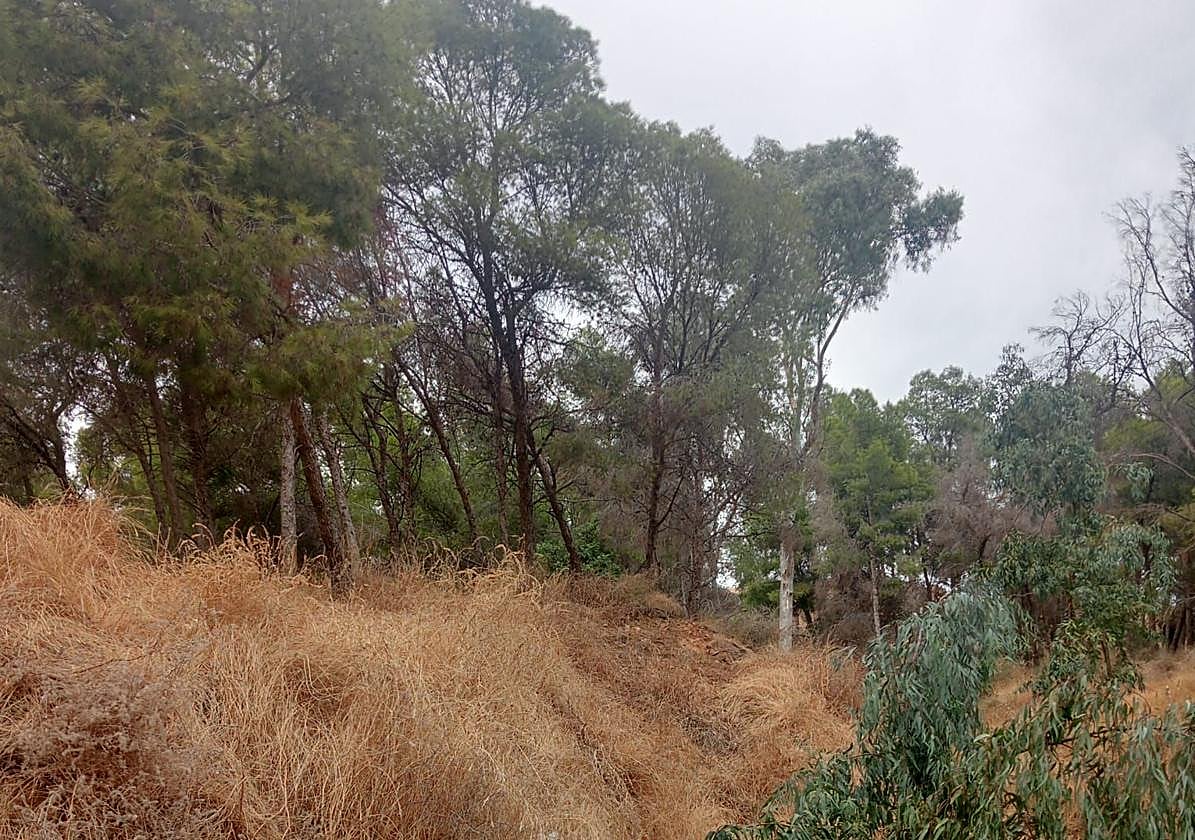 Vista del estado de la zona, con claro riesgo de incendio en estas fechas.