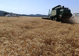 Una cosechadora recoge trigo en Campillos, este verano.