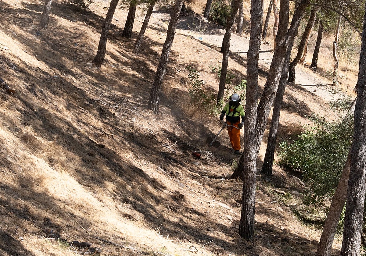 Labores de desbroce en los montes de Gibralfaro, en la capital malagueña.