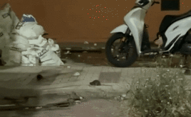 Vista de muchas de las ratas en la calle Cigüeña, en Palma-Palmilla.