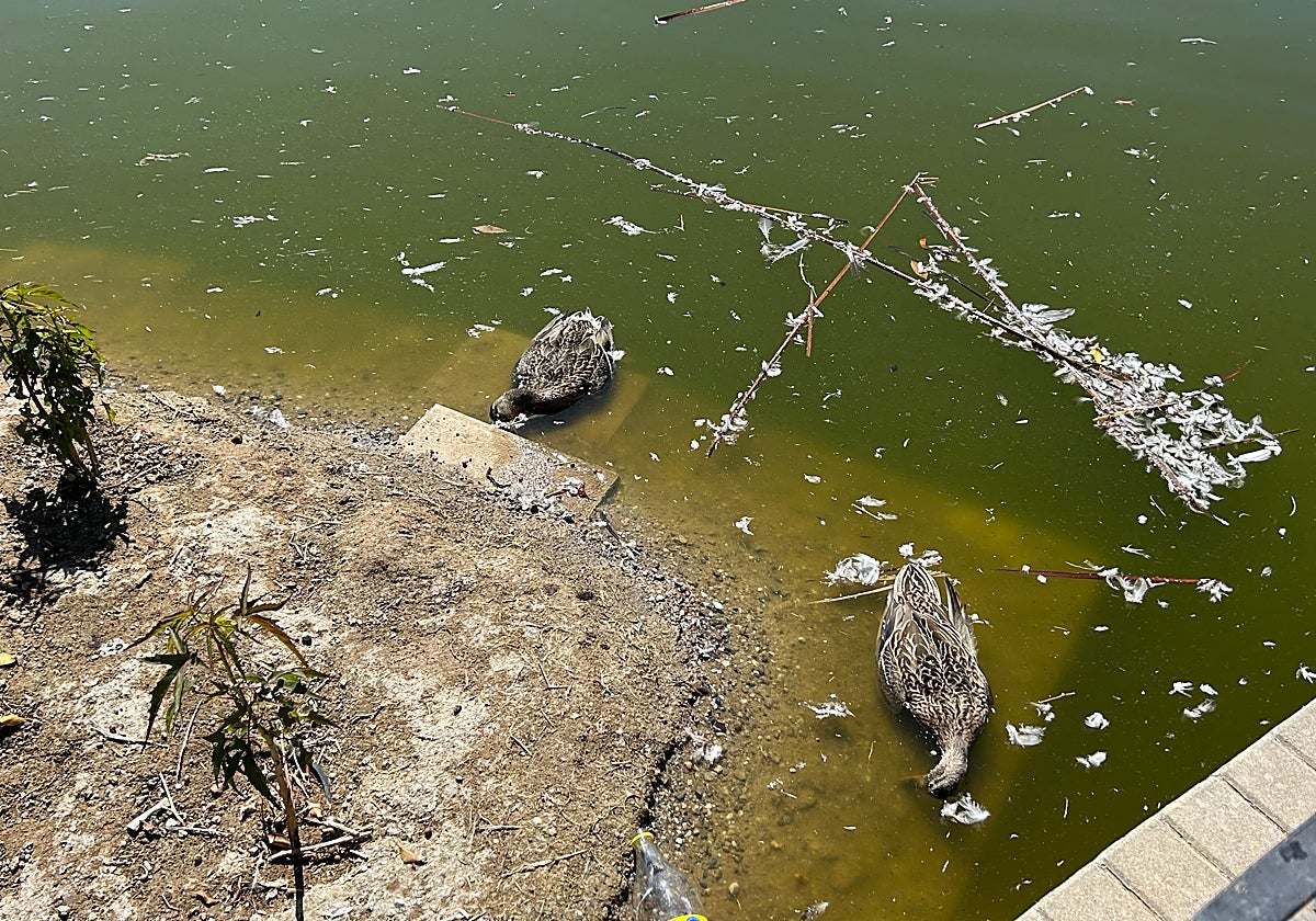 Ejemplares muertos, fotografiados por los vecinos el pasado sábado.