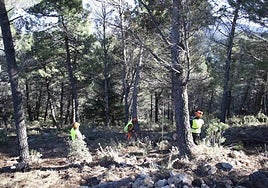 Trabajos de recogida de biomasa en los montes públicos.