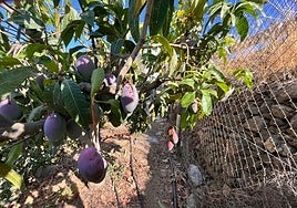 Mangos en una finca de la Axarquía.