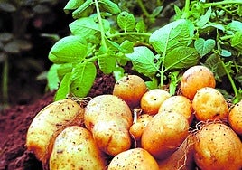 La técnica podría ser muy útil en cultivos de la familia de las Solanaceae.