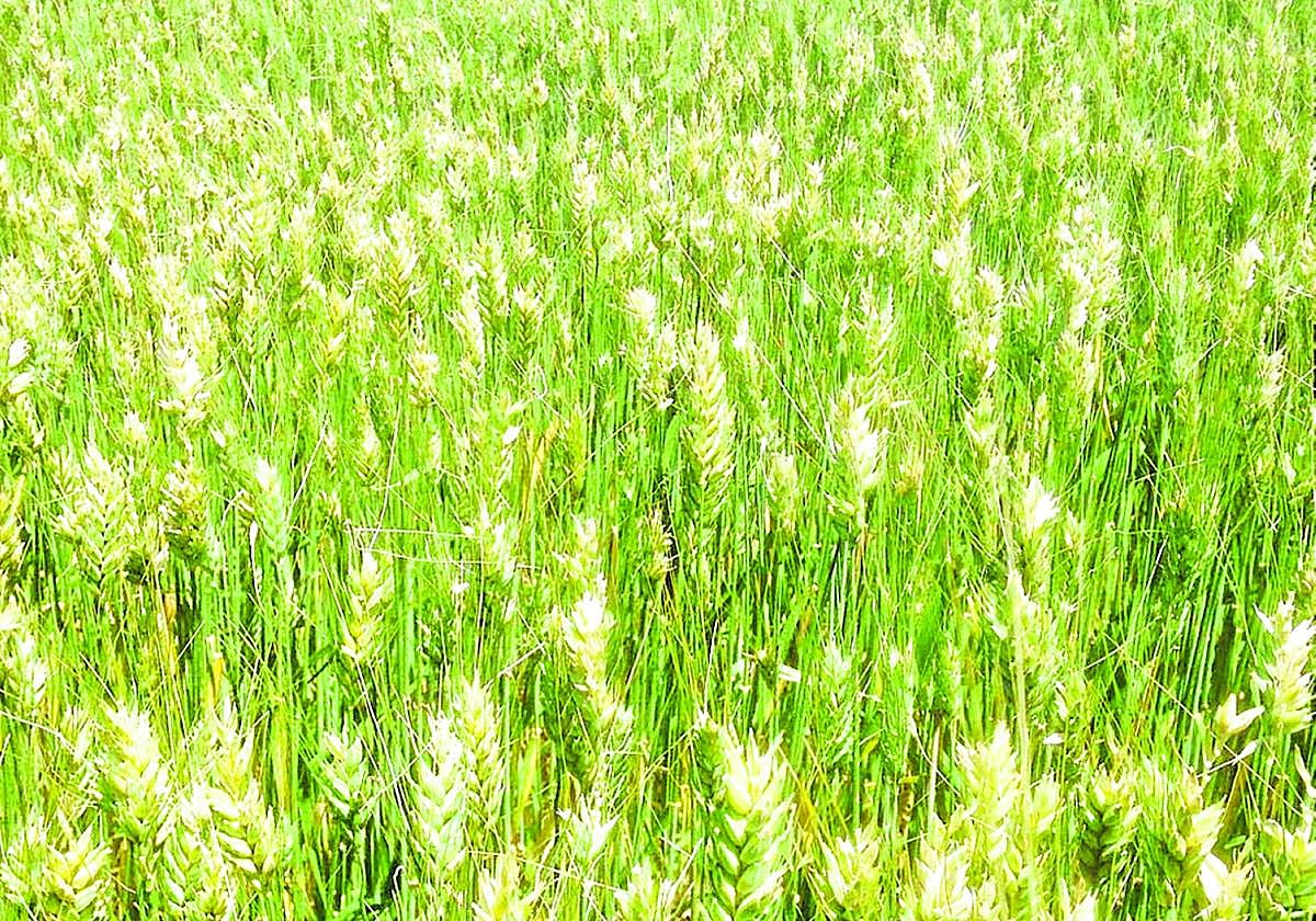 Las claves para evitar al mosquito del trigo