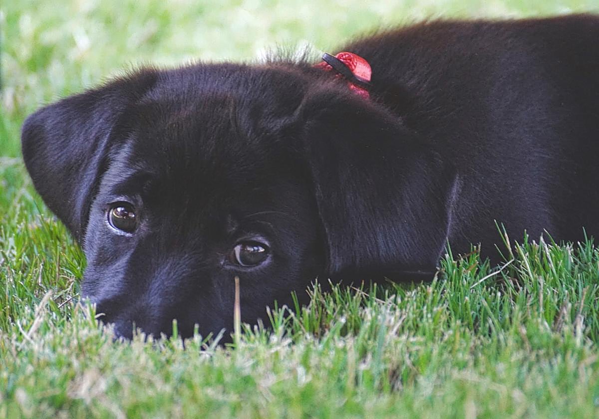 Investigado por la muerte de su perra tras dejarla olvidada en su coche en pleno agosto en Málaga