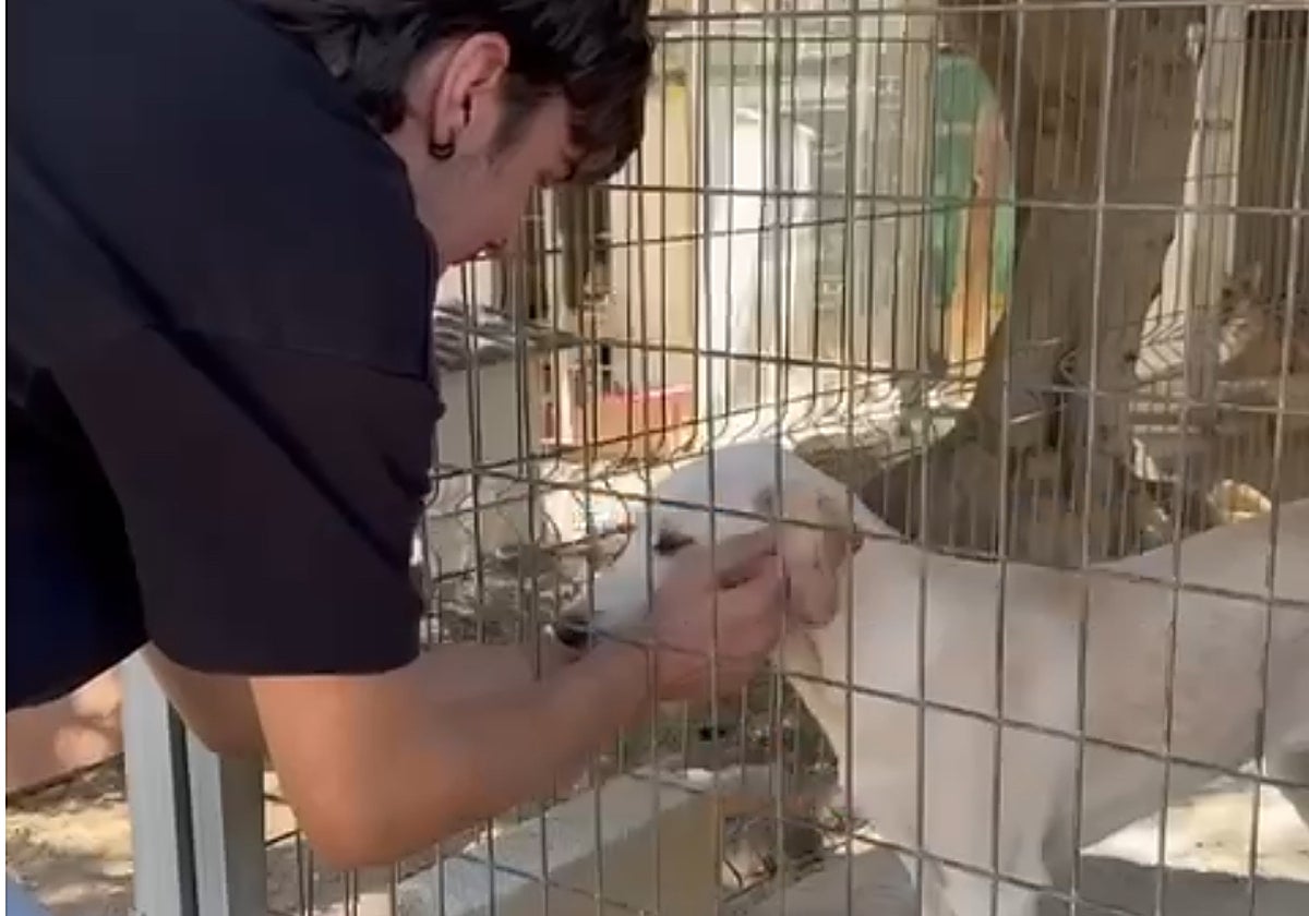 Un voluntario con uno de los perros acogidos en Fidelio.