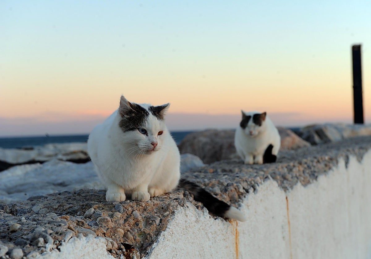 Dos gatos comunitarios descansan al atardecer en un espacio urbano.