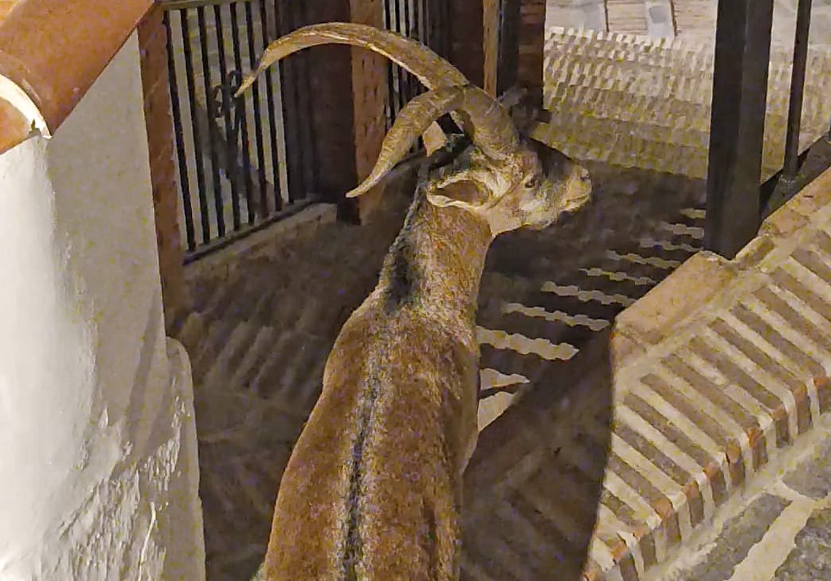 Imagen de uno de los ejemplares que se pasea cada noche por Canillas de Aceituno.