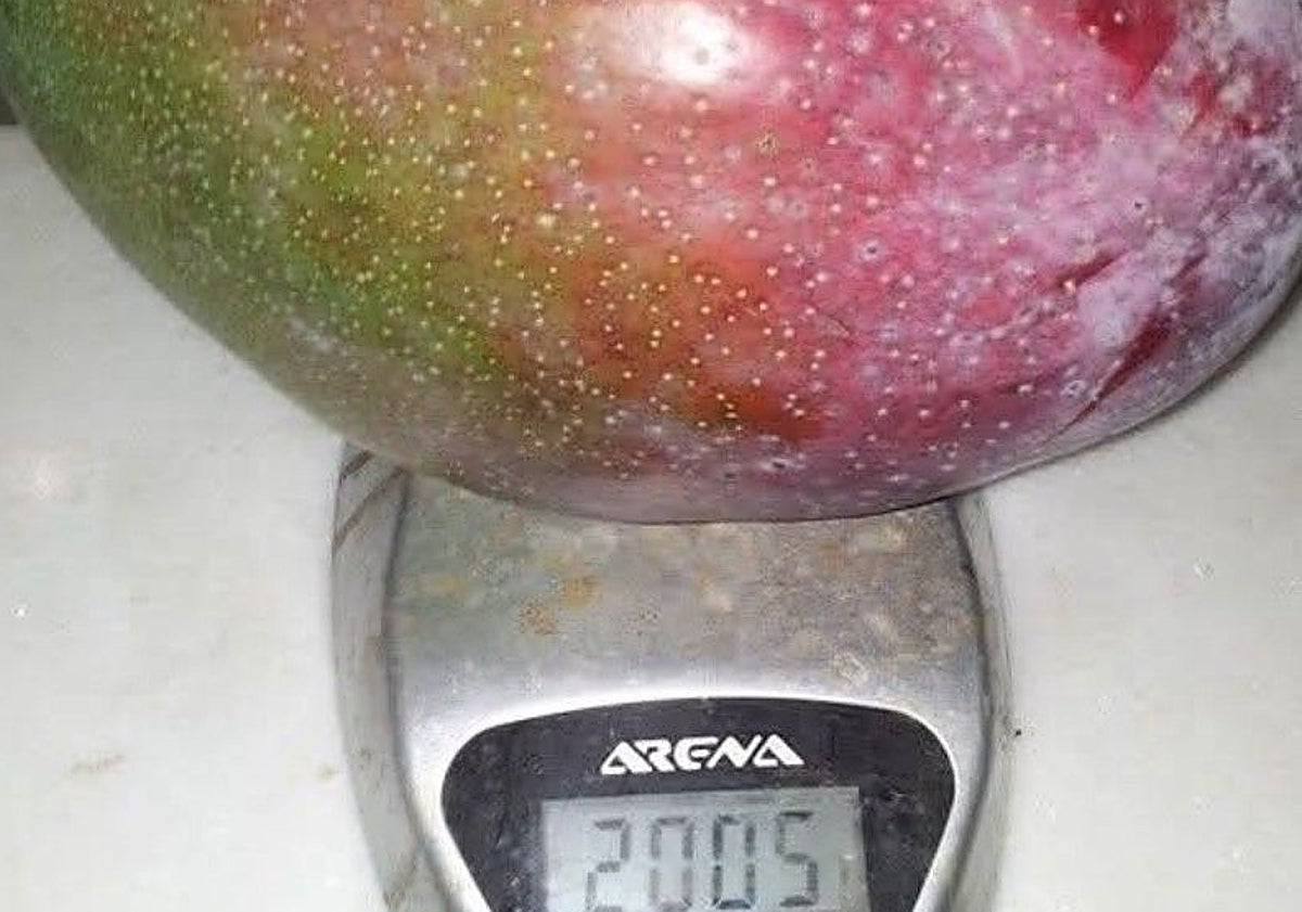 Imagen principal - Tres imágenes de mangos de gran calibre cosechados en la Axarquía.