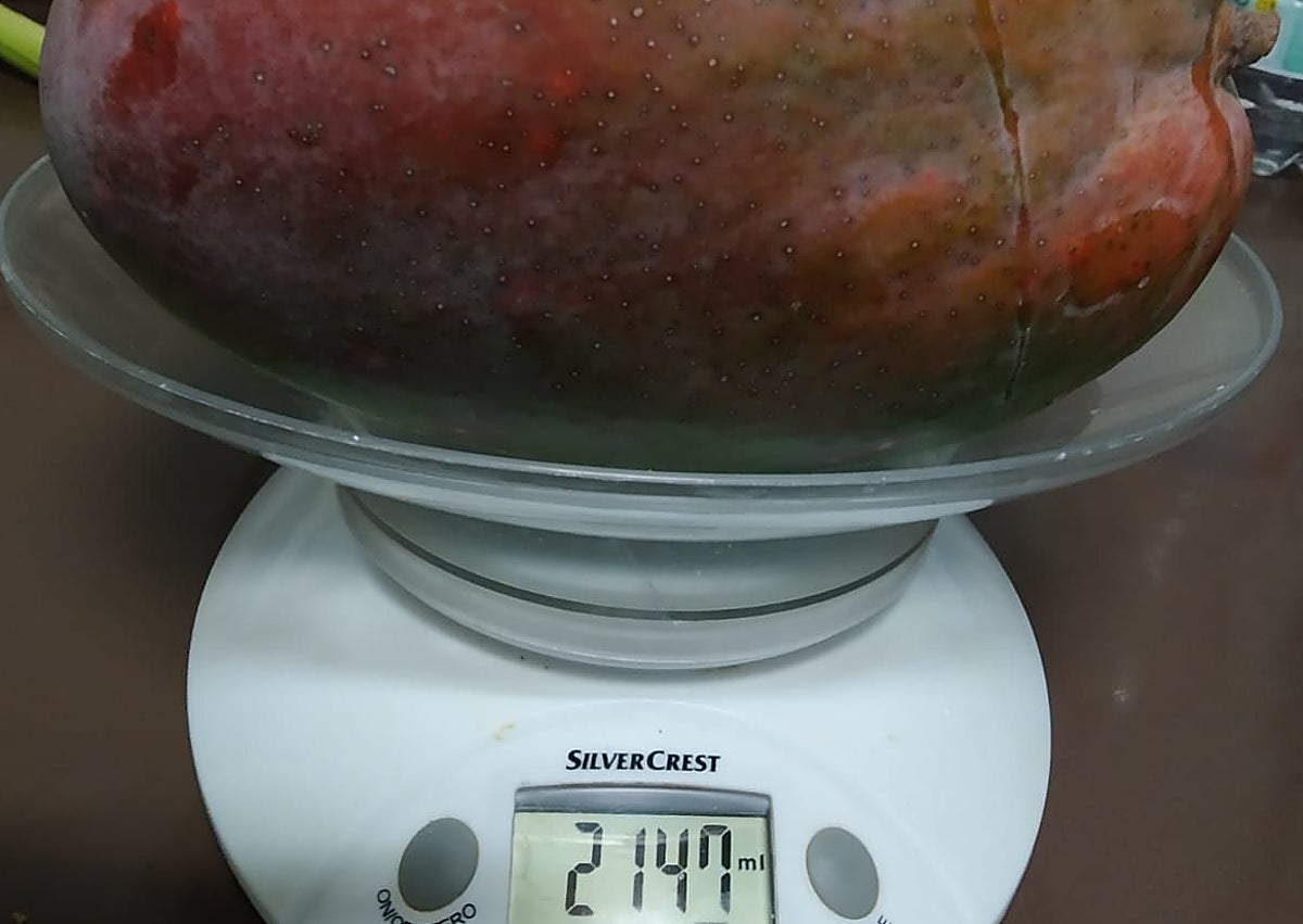 Imagen secundaria 1 - Tres imágenes de mangos de gran calibre cosechados en la Axarquía.