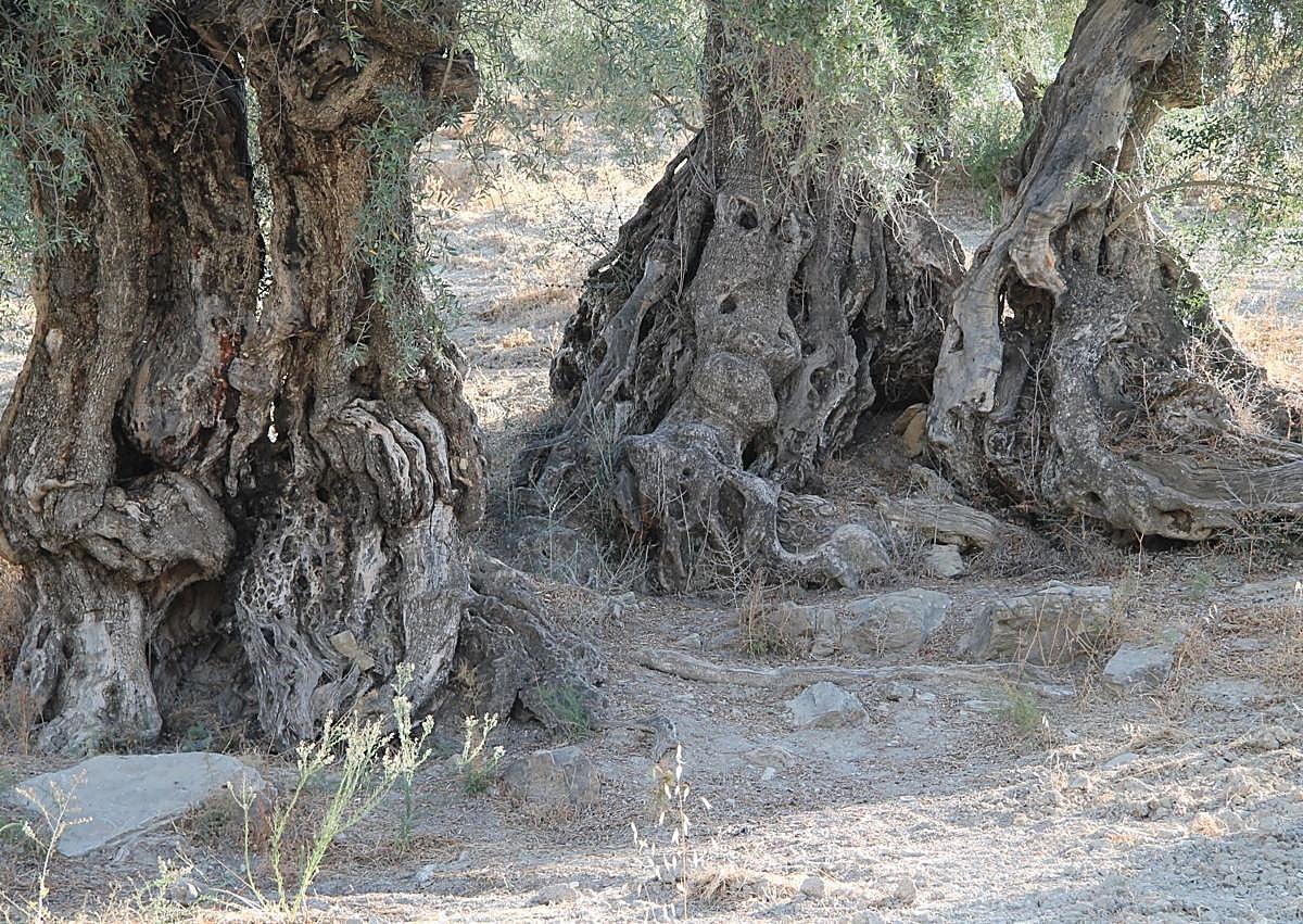 Imagen secundaria 1 - Este olivo en su base es un acebuche que fue sobre injertado con las variedades aloreña de Málaga y picuda de la Axarquía.
