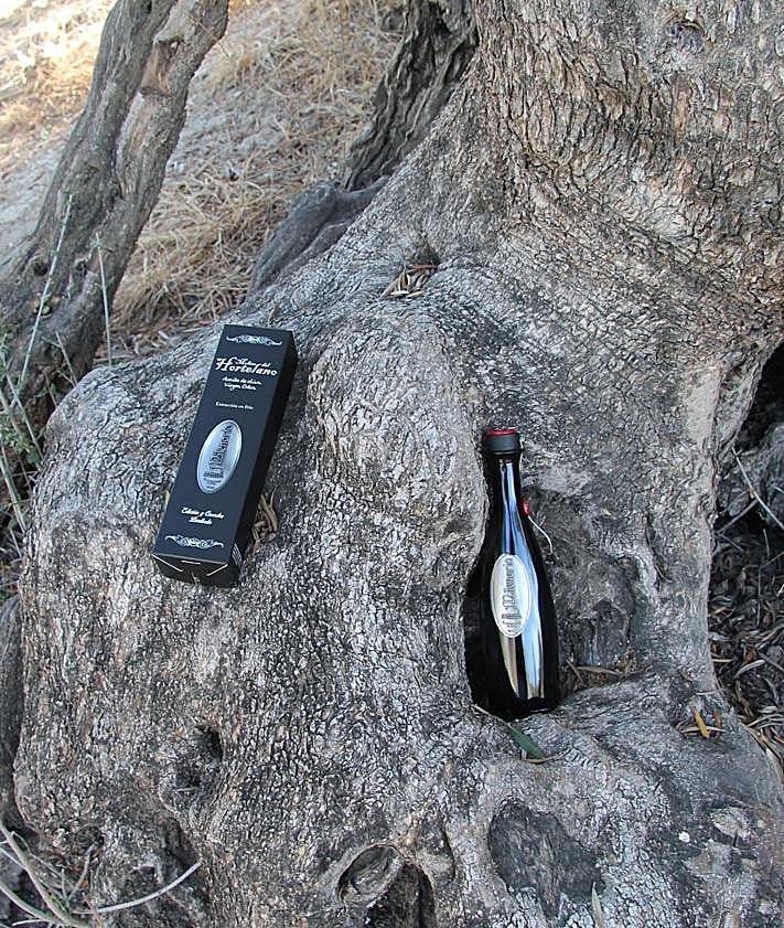 Imagen secundaria 2 - Este olivo en su base es un acebuche que fue sobre injertado con las variedades aloreña de Málaga y picuda de la Axarquía.