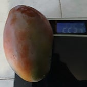 Imagen - El mango más pesado certificado por los Guinness World Records alcanzó 4,25 kilogramos en Colombia en 2020