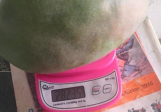 Imagen de unos ejemplares de mango cosechados en la Axarquía en los últimos días.