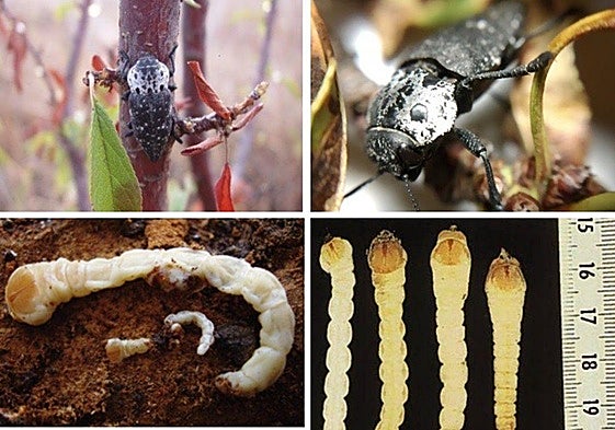 Nueva plaga en Andalucía: llegan los gusanos cabezudos y la Junta toma medidas