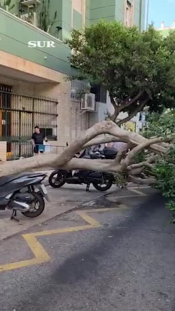 Cae un ficus de grandes dimensiones sobre varios coches en Huelin