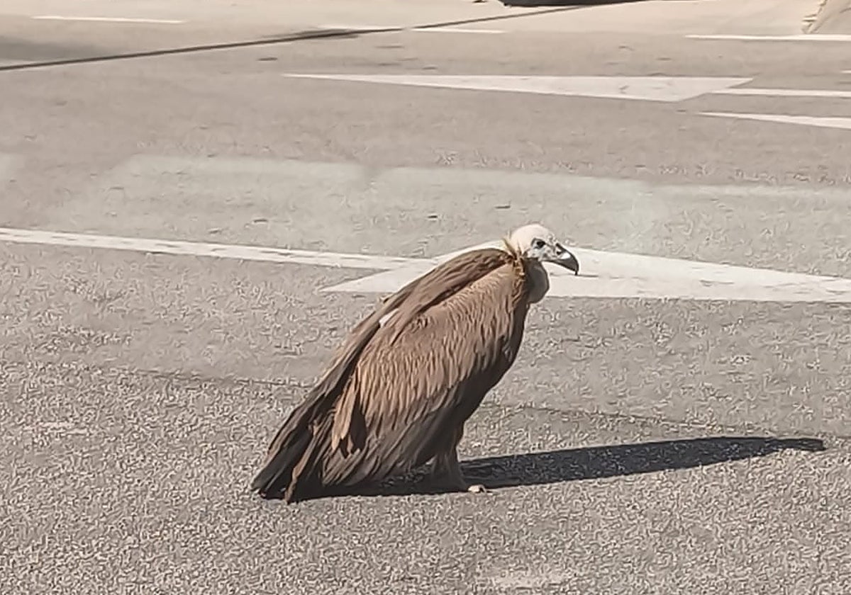 El buitre, exhausto tras chocar contra el tejado de una gasolinera en Ardales, permaneció en el suelo hasta ser atendido.