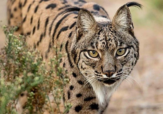 Ejemplar de lince ibérico.