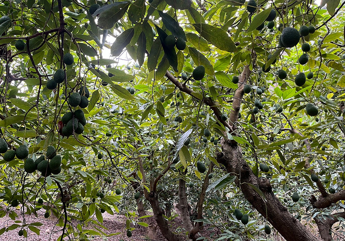 Imagen de una finca de subtropicales en la Axarquía.
