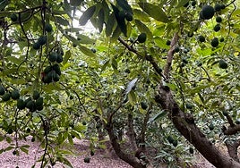 Imagen de una finca de subtropicales en la Axarquía.