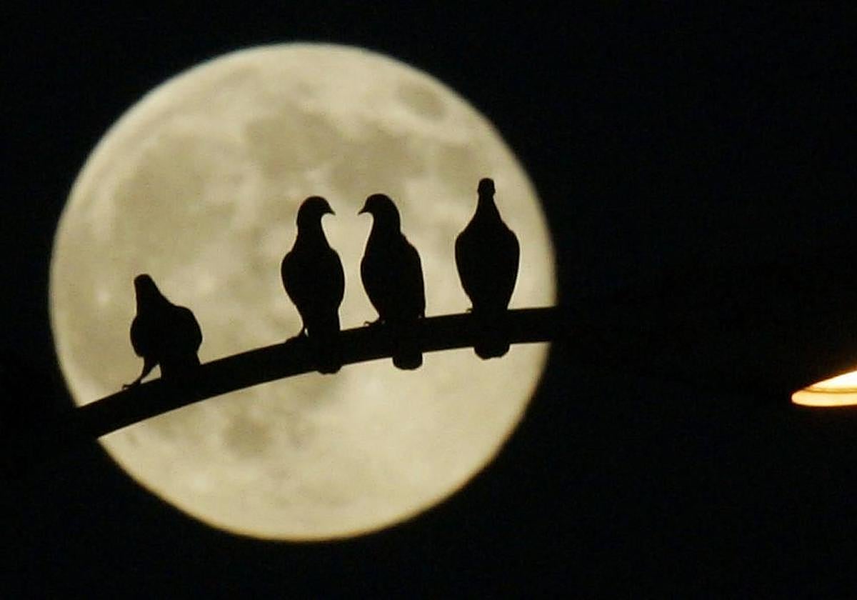 Llega la Luna del Cazador.