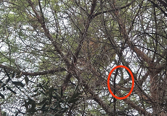 Avispero visto desde el suelo, lo que muestra la dificultad para localizarlo.