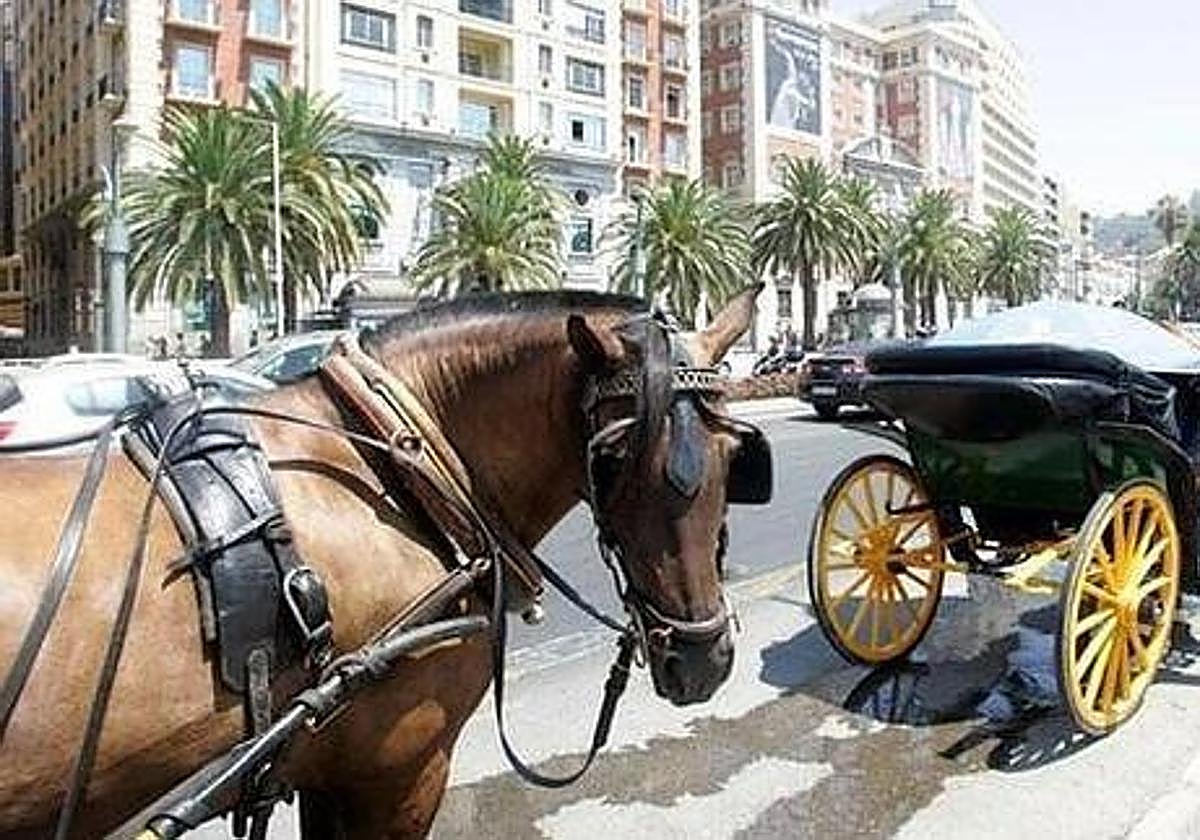 Málaga prohíbe los coches de caballo como transporte turístico. ¿Estás de acuerdo con la medida?
