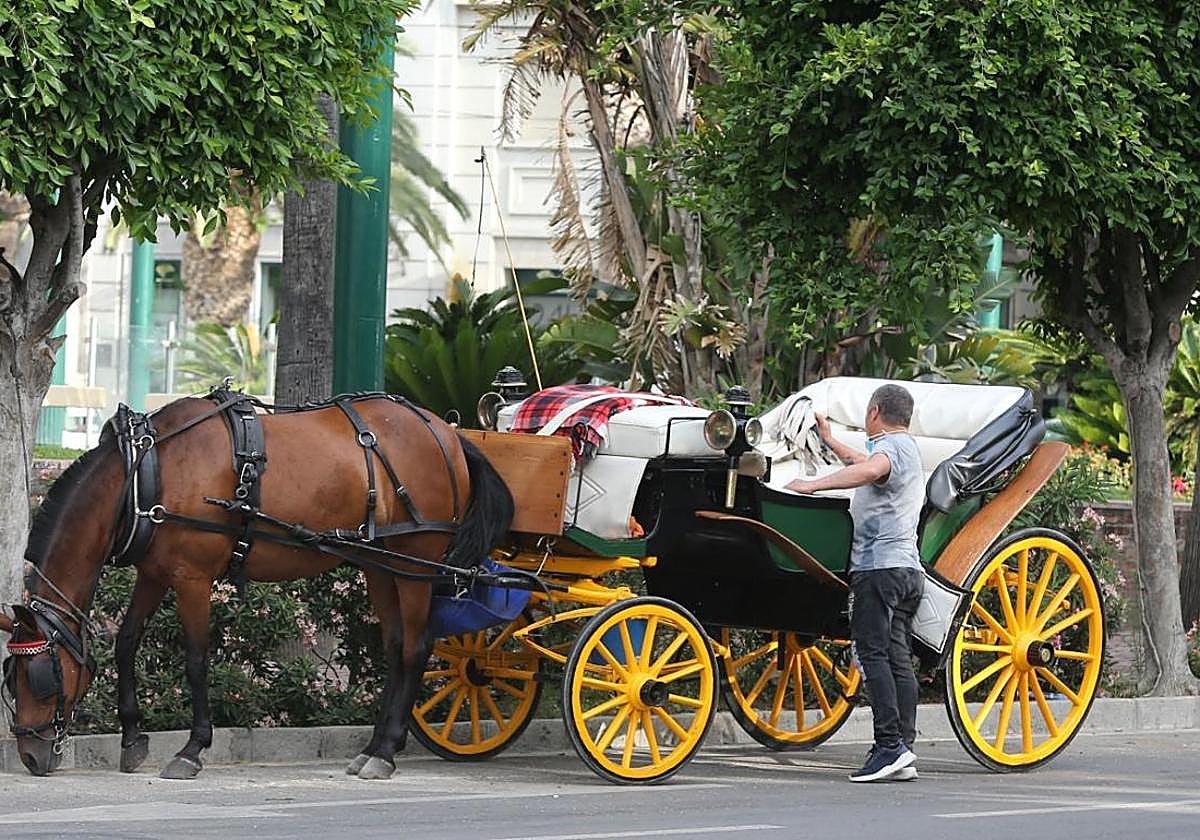 Adiós a los coches de caballo: algunos, «condenados al sacrificio»