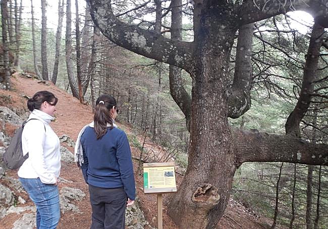 Excursionistas observan el pinsapo Candelabro.