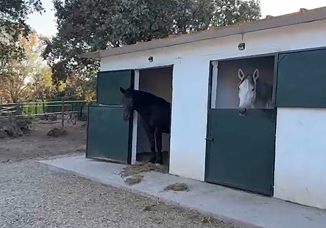 Dos de los boxes del centro ecuestre de Madrid.